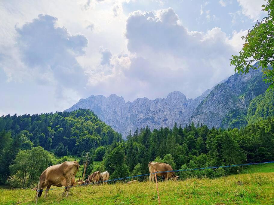 Happy Guest - Alpin Vista * Colere